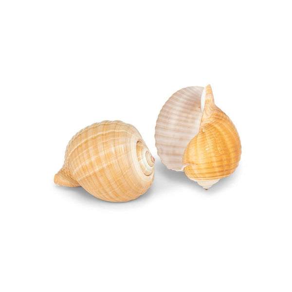 Tonna Shell Large