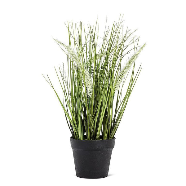 Potted Feather Grass