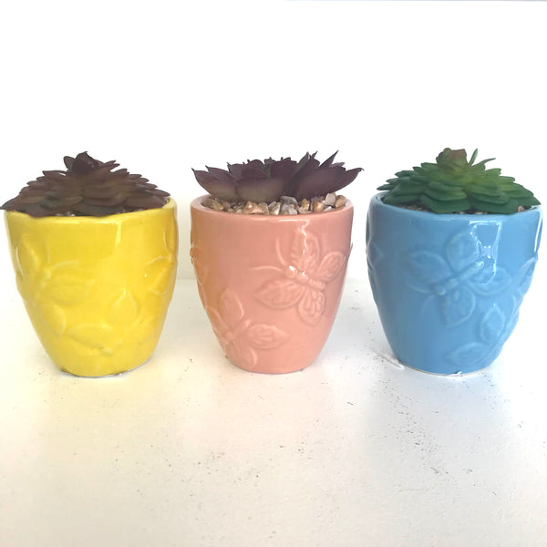 Ceramic Planter w/Succulent