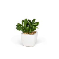 Potted Mini Jade