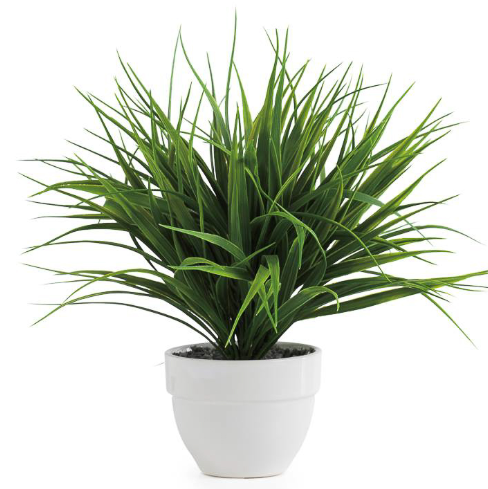 Potted Grass Plant